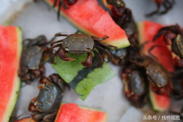 青岛海滨卖的红脚蟹每个10元，挥舞红钳子争吃西瓜皮津津有味吸引游人，还有大批小乌龟4元一个