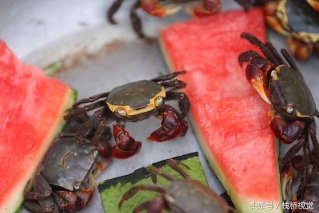 喜欢养小宠物的看过来，青岛海滨卖的小乌龟小螃蟹蛮可爱的，萌萌哒