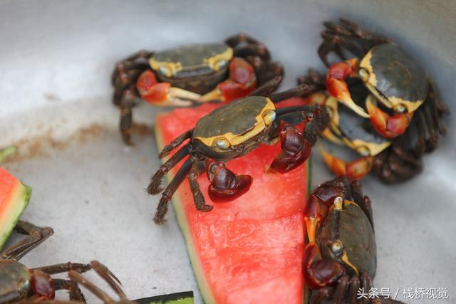 喜欢养小宠物的看过来，青岛海滨卖的小乌龟小螃蟹蛮可爱的，萌萌哒
