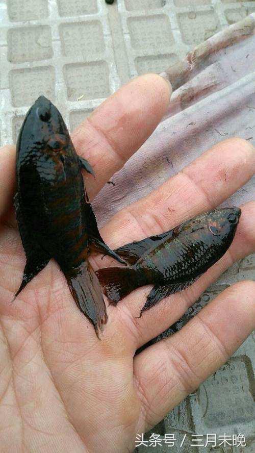 中国斗鱼：水中无氧可存活，也是中国名称最多的一种鱼！
