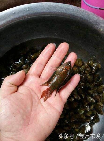中国斗鱼：水中无氧可存活，也是中国名称最多的一种鱼！