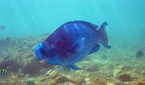 这种蓝色怪鱼，你见过吗