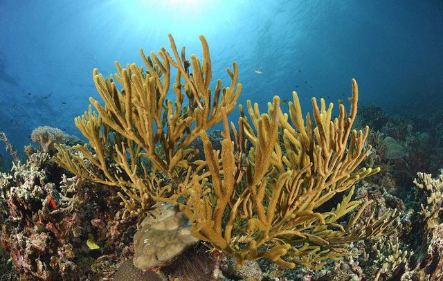 成千上万的珊瑚品种，按颜色分类大致分为五大种类
