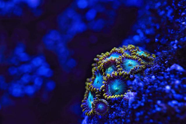 成千上万的珊瑚品种，按颜色分类大致分为五大种类