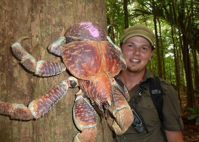 比帝王蟹更大的新品种螃蟹风靡印尼，肉质鲜美号称椰子蟹