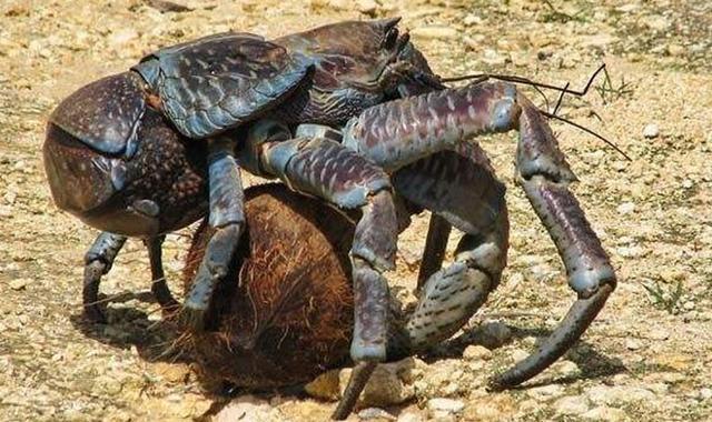 比帝王蟹更大的新品种螃蟹风靡印尼，肉质鲜美号称椰子蟹