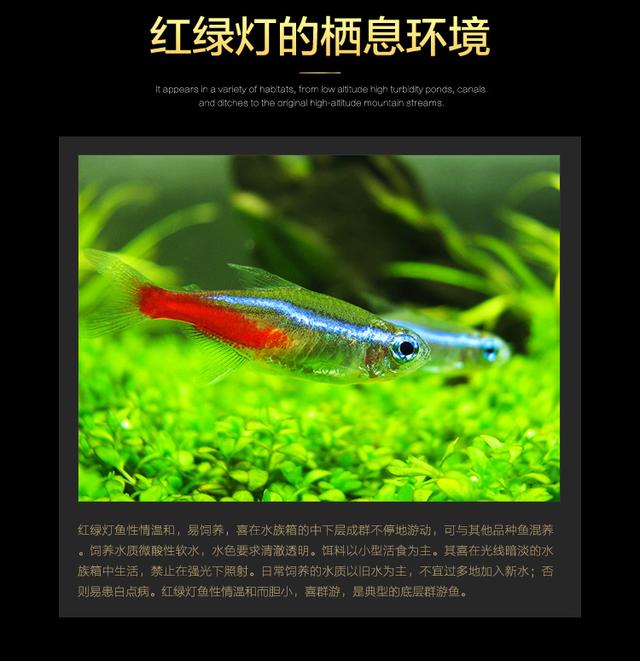 恋上灯鱼——红绿灯鱼如何饲养和环境处理！