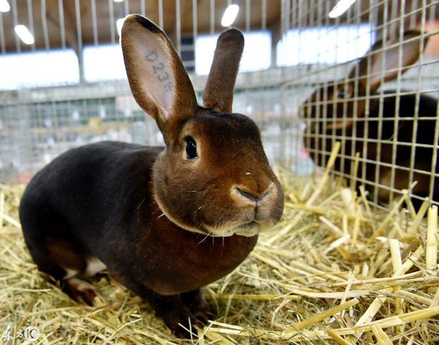 德国举办饲养型兔子展览，安哥拉兔现场被剪毛，比羊绒暖和8倍