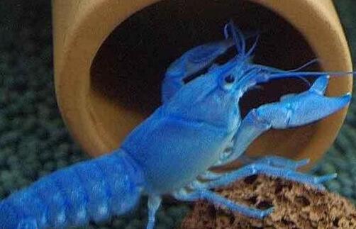 蓝魔虾饲养做好这四点，轻松长到20厘米，附脱壳注意事项