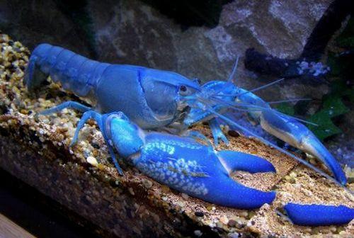 蓝魔虾饲养做好这四点，轻松长到20厘米，附脱壳注意事项