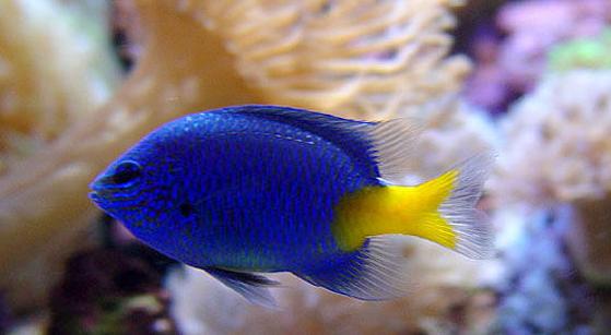 蓝魔鬼鱼是个受人欢迎的品种，而且全身是蓝色的，很美丽又好养