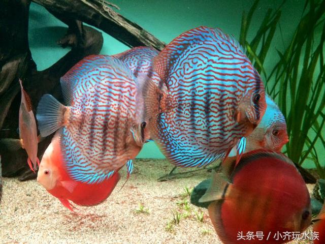 小齐玩水族的周三放送-美丽的七彩神仙鱼
