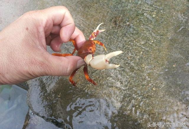 山螃蟹并不是生活在山上，而是在山涧小溪中