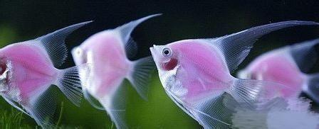 转基因天使鱼自带粉色光环，真是美得不行的视觉盛宴