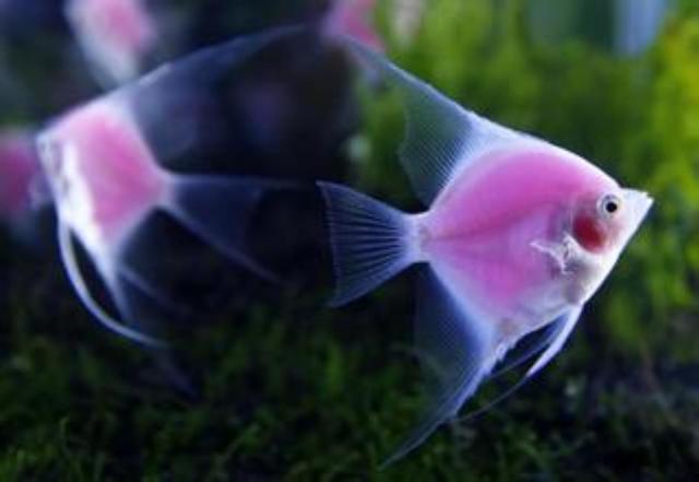 转基因天使鱼自带粉色光环，真是美得不行的视觉盛宴