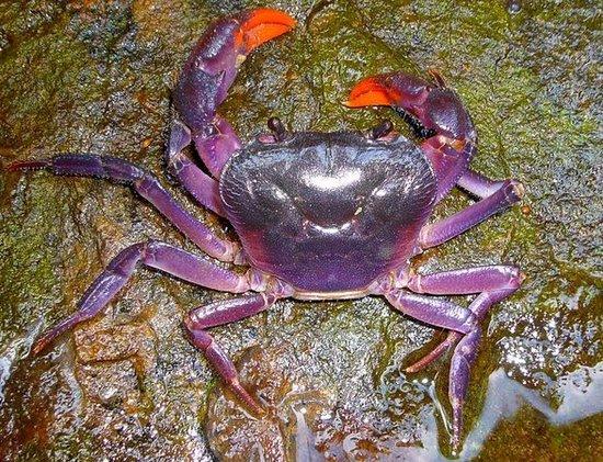 菲律宾发现全身紫色的奇特螃蟹，你敢吃吗？