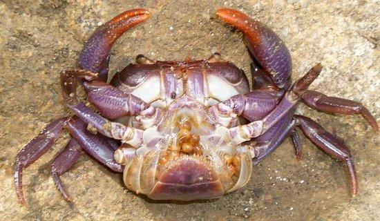 菲律宾发现全身紫色的奇特螃蟹，你敢吃吗？