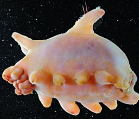 一种罕见的深海生物 在中国的餐桌上却是一道美食