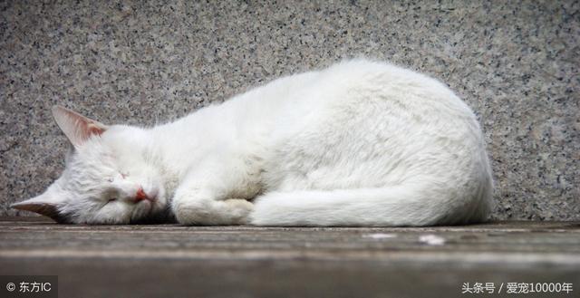 虎斑猫的爱情：重生了100万次，爱上这只白猫后，愿一起去死