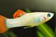 红尾玛丽鱼：原生观赏鱼的独特特色