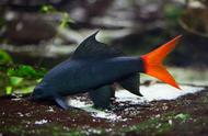红尾黑鲨：一种常见的观赏鱼