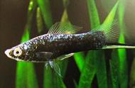 黑钻石剑尾鱼：一种独特的黑色搭配金线色的鱼类品种