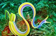 五彩鳗：一种拥有五种颜色的鳗鱼，你了解吗？