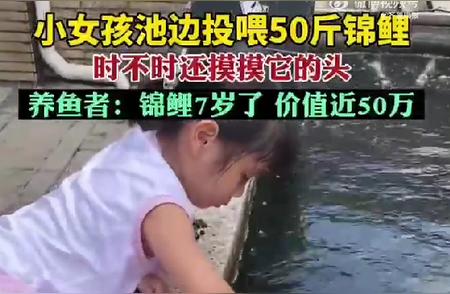 5岁女孩与50斤胖锦鲤的温馨互动：小月饼喂食体验