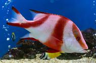 鱼缸中的彩虹：五颜六色的观赏鱼