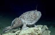 墨西哥湾深海中发现了最奇特的鱼类，其寄生交配方式令人震惊