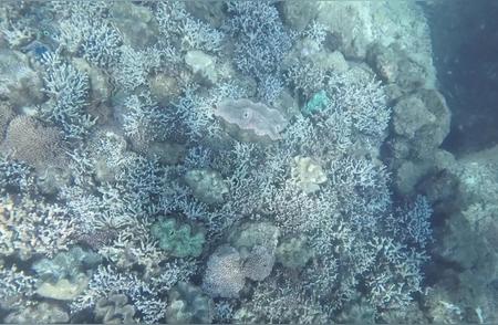 蜈支洲岛珊瑚种植：旅游区生态保护的新动力