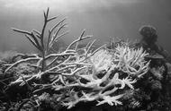 2100年：珊瑚的消失与我们的警示