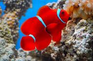 「海洋奥秘」—红透小丑的奇妙世界