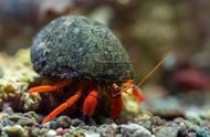海洋中的浪漫：寄居蟹与海葵的爱情故事