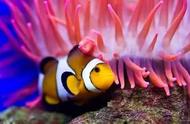 小丑鱼的奇妙生活：雌雄同体与海葵共生