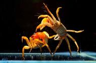 红螯相手蟹：海洋生物的奇特之美