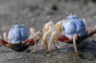 蓝色军团的泥滩生活：短指和尚蟹的故事