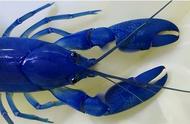 你们了解蓝魔虾吗？