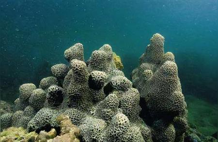 地球面临危机：珊瑚生物大灭绝迹象显现，第六次大灭绝可能即将来临
