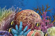 珊瑚：非植物的奇妙生物