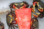 爱宠人士注意了，青岛海滨的小乌龟小螃蟹超可爱，萌翻天！