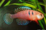 七彩梦幻珍珠鳉鱼：鳞片立体感十足，蓝色红色完美融合