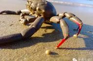 红指甲蟹：南澳海域的独特生物
