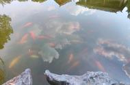 欣赏池塘中五彩斑斓的金鱼，每一条都肥嘟嘟的