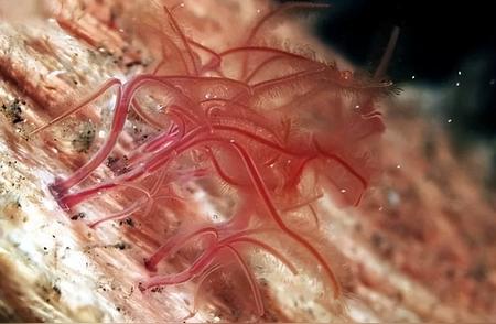 深海中的恐怖居民：马里亚纳海沟的6种致命生物！