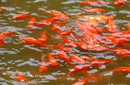 关门山森林公园五彩湖：绿水青山中的金鱼璀璨夺目