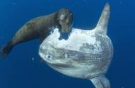 翻车鱼：世界上最天真的动物，无法自我保护，面对海豹的袭击毫无反应