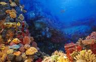 珊瑚、珊瑚虫与珊瑚礁：揭秘海洋生态的奥秘