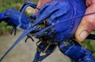澳洲龙虾的惊人转变：从美食到网红宠物！