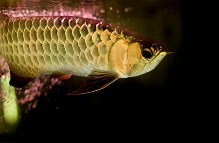 金龙鱼与银龙鱼的主要差异是什么？
